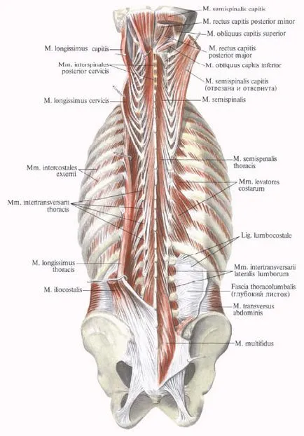 Fascia spate - l