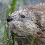 Fenec - fotografie și descrierea animalului - lumea animală