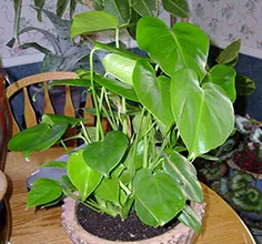 Philodendron scansorial de întreținere, multiplicare, transplantare