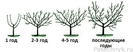 Formation cseresznye helyes vágási áramkör korona