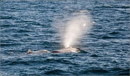 Fântâna balenă