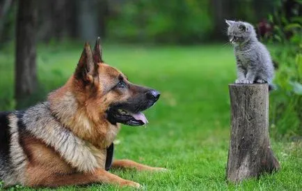 Forest - gallér kutyák és macskák funkciók és vélemények