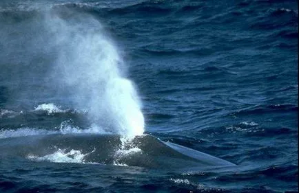 Fântâna balenă
