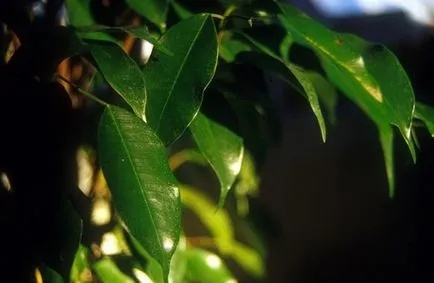 Ficus si sarcina 1