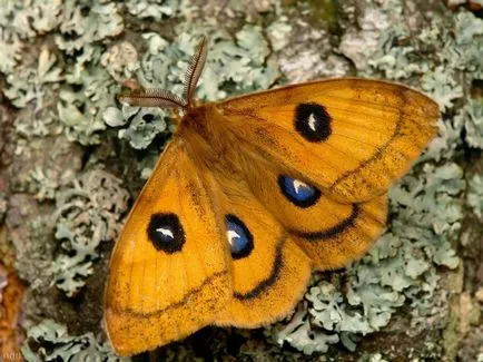 Photo Butterfly páva