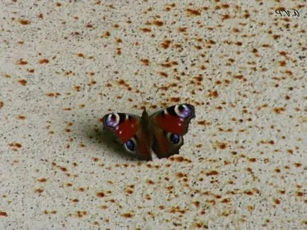 Photo Butterfly páva