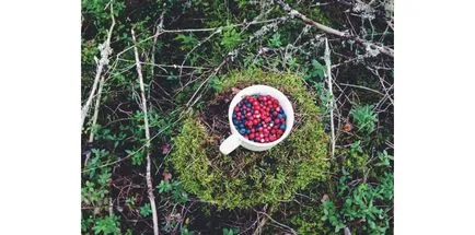 Gastropank és laboratóriumi szputnyik utazási