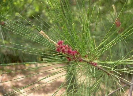 Къде расте Casuarina от интересна