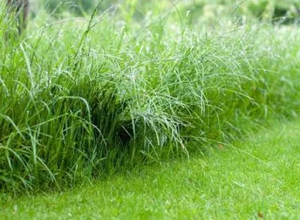 raigrasul de gazon de iarbă (raigrasul)