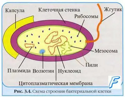 genetica bacteriene