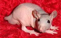 Sphynx fotografie șobolan rasă Hairless • îngrijire și întreținere