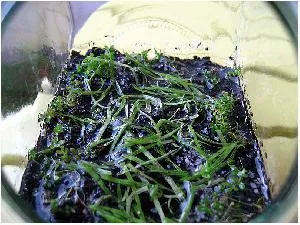 Gomel аквариум сайт - трамплин за отглеждане на растения