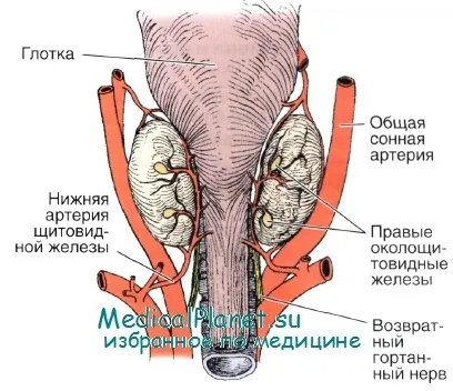 хистология паращитовидната