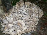 Grifola frondosa