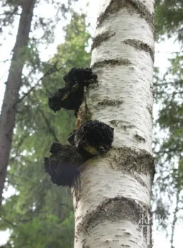 Mushroom Chaga използването му при лечение на псориазис и коментари