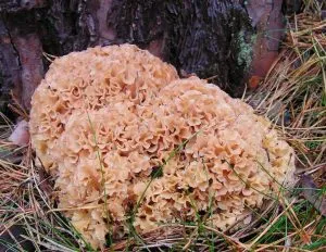 Gomba Grifola frondosa juh, hogyan kell főzni, főzök, ehető-e vagy sem