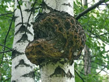 Gomba Chaga használni pikkelysömör kezelésére és vélemények