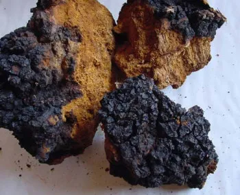 Mushroom Chaga използването му при лечение на псориазис и коментари