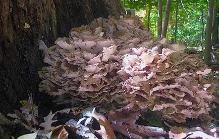 Ciuperca berbec - Grifola descriere frondosa, proprietăți utile