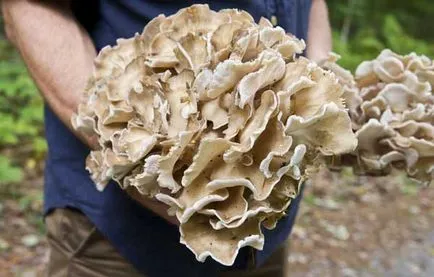 Ciuperca berbec - Grifola descriere frondosa, proprietăți utile