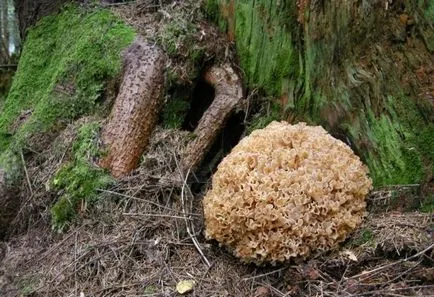 Gomba Grifola frondosa juh, hogyan kell főzni, főzök, ehető-e vagy sem