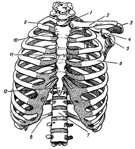 Toracele (anatomie umană)