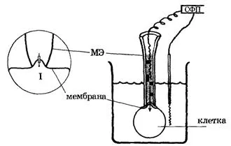 клетъчно мембранните йонни канали