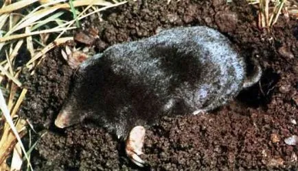 Fapte interesante despre Moles