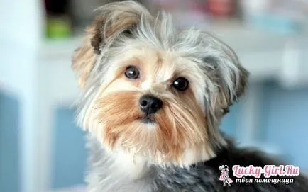 Yorkshire Terrier câini trăiesc descriere mult, pro și contra ale rasei