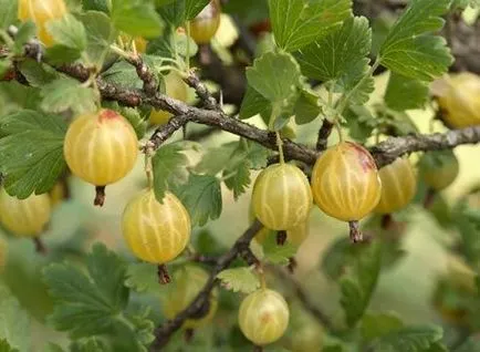 Megszabadulni a téli lepke - Kamenka (Ball)