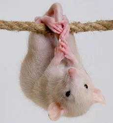 Cum de a instrui un șobolan - trucuri de formare șobolan