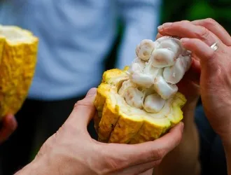 Cacao scade sau crește tensiunea arterială atât hipertensiune arterială afectează