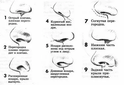 Тъй като формата на носа се отразява характера на човека