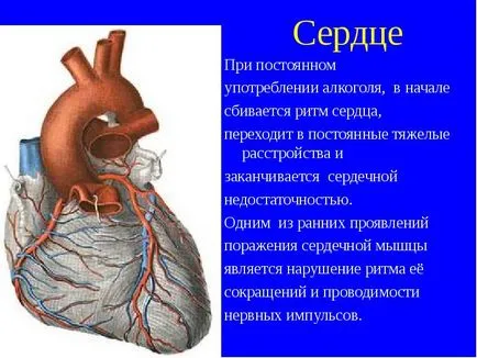 Hogy az alkohol hatással van a szív, az orvosok ajánlások szívbetegségben