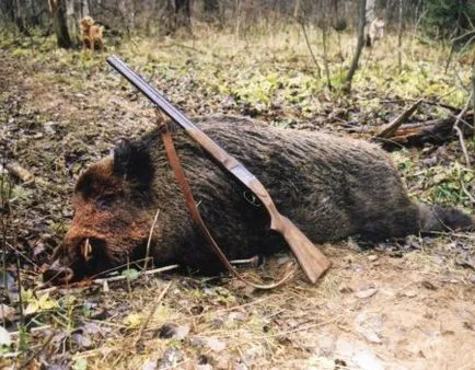 Cum să obțineți un mistreț fără un pistol