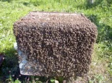 Cum să scapi de albine roind