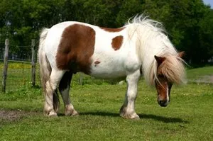 Milyen szép megnevezni egy ló vagy egy ló, és hogyan jön ki egy becenevet egy egyszarvú