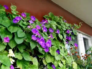 Ce fel de flori la plante în balcon să înflorească toată vara