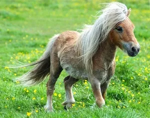 Milyen szép megnevezni egy ló vagy egy ló, és hogyan jön ki egy becenevet egy egyszarvú