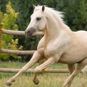 Milyen szép megnevezni egy ló vagy egy ló, és hogyan jön ki egy becenevet egy egyszarvú