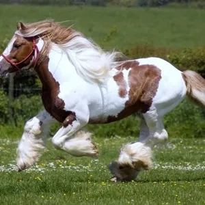 Колко е красиво да назоват кон или кон и как да се излезе с псевдоним за еднорог