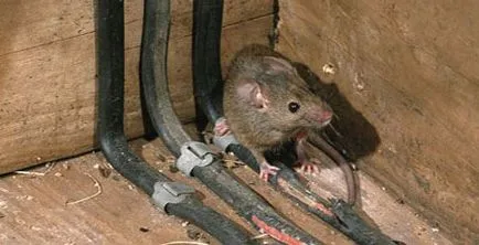 Cum să scapi de șobolani în subsolul metodelor de distrugere