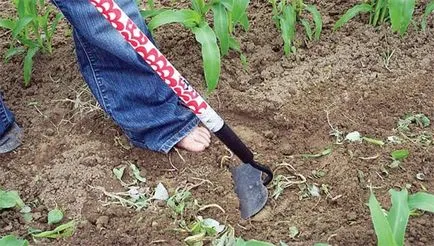 Hogyan lehet megszabadulni a gyomok és a fű örökké