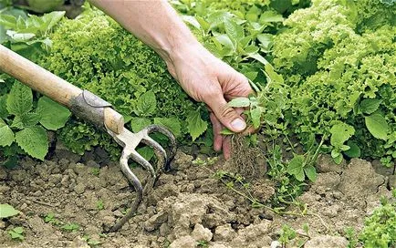 Hogyan lehet megszabadulni a gyomok és a fű örökké