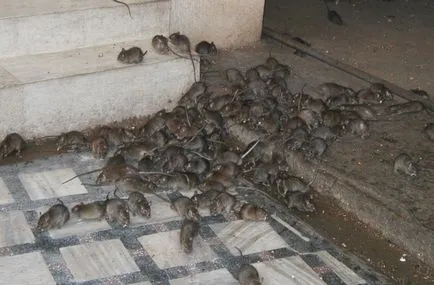 Cum să scapi de șobolani în subsolul metodelor de distrugere