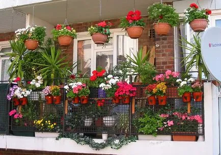 Ce fel de flori la plante în balcon să înflorească toată vara