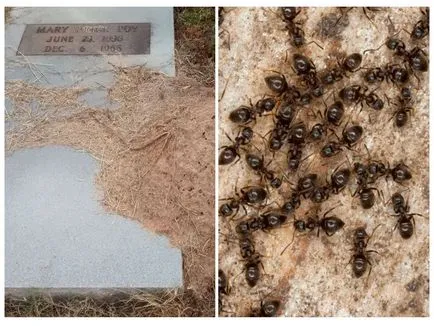 Cum sa scapi de furnici din cimitir