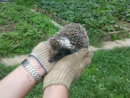 Hogyan kell kezelni egy sündisznó, aki bajba