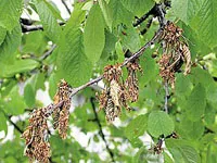 Betegségek kerti fák és cserjék