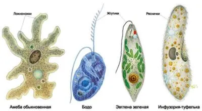 protozoare patogene, a habitatului lor și trăsăturile caracteristice